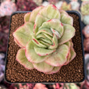 Echeveria Agavoides 'Raja' Variegated' 3" Succulent Plant