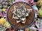 Echeveria Agavoides 'Montania' 3" Succulent Plant