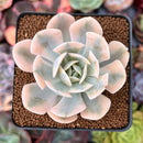 Echeveria Runyonii Variegated (Aka Echeveria 'Akaihosi' Variegated) 2" Succulent Plant