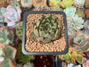 Echeveria Agavoides 'Sarabony' 1" Succulent Plant