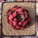 Echeveria Agavoides 'Giant Beast' 3" New Hybrid Succulent Plant