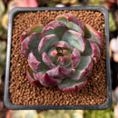 Echeveria 'Casio' Variegated 2" Succulent Plant
