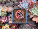 Echeveria 'Nocturnal' 1"-2" Succulent Plant