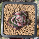 Echeveria 'Casio' Variegated 1" Succulent Plant