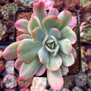 Echeveria 'Luella' Variegated 2" Succulent Plant