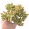 Sedum Cornophyllum Cluster 4"-5” Rare Succulent Plant