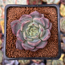 Echeveria 'Cindy' 1"-2" Succulent Plant