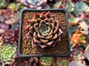 Echeveria 'Hwanhee' 1"-2" New 'Shani' Hybrid Succulent Plant