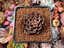Echeveria 'Moranii' 1" Succulent Plant