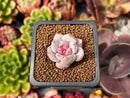 Echeveria 'Trumso' 1" Small Succulent Plant