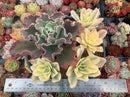 Echeveria 'Japan Moon River' Variegated 7" Very Large Cluster Succulent Plant