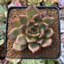 Echeveria Agavoides 'Padma' 2"-3" Succulent Plant