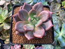 Echeveria Agavoides 'Baekya' 3" Succulent Plant