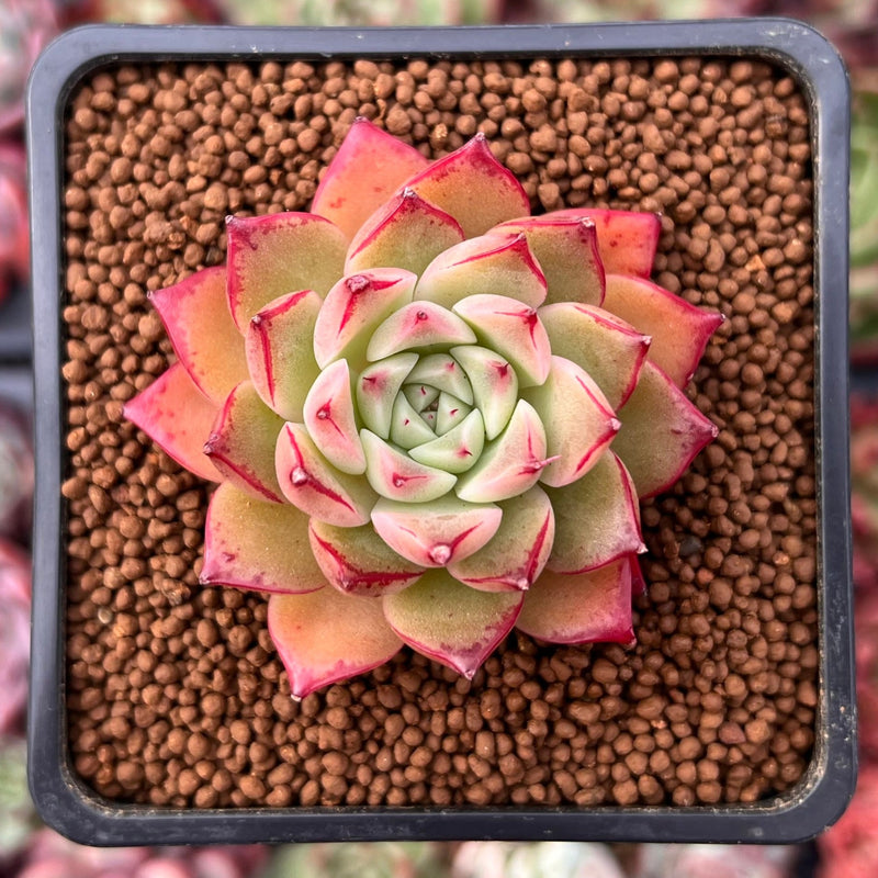 joy succulents Echeveria Agavoides 'Joy' 1