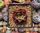 Echeveria Agavoides 'Sarabony Superclone' 1"-2" Succulent Plant