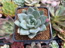 Echeveria 'German Champaign' 2" Succulent Plant