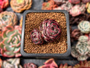 Echeveria 'Longissima' x 'Jungya' 1" Succulent Plant