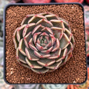Echeveria 'Russet Plum' 1" (First Generation Seed Grown) Succulent Plant