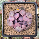 Echeveria 'Cupid' 2" Succulent Plant