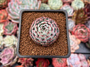 Echeveria 'Dark Minima' 1"-2" Succulent Plant