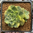 Echeveria 'Viva Chile' Variegated 2" Succulent Plant