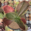 Echeveria 'Fimbriata' Variegated AKA 'Fasciculata' 5" Succulent Plant