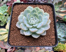 Echeveria 'Elsa' 2"-3" Succulent Plant