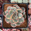 Echeveria 'Esther' Variegated 2" Succulent Plant