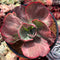 Echeveria 'Kattelra' Variegated 4" Succulent Plant