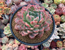 Echeveria sp. 5" Succulent Plant