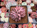 Echeveria 'Black Swan' 1"-2" Cluster Succulent Plant