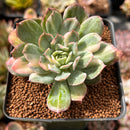 Echeveria 'Bradburiana' Variegated 2" Cutting Succulent Plant