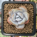 Echeveria 'Laui' 1" Powdery Succulent Plant