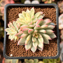 Echeveria 'Mebina' Variegated 2" Succulent Plant