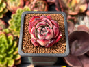 Echeveria 'Ice Call' 1" Succulent Plant