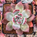 Echeveria 'Black Sabbath' 3” Succulent Plant