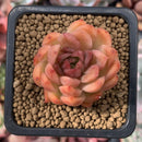 Echeveria Agavoides sp. 1" Small Succulent Plant