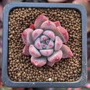Echeveria 'Coloseum' 1" Small Succulent Plant