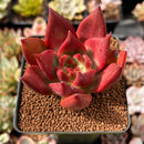 Echeveria Agavoides sp. 2" Succulent Plant