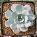 Echeveria 'White One' 3" Powdery Succulent Plant