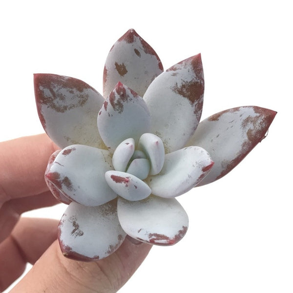 Echeveria 'Ivory' Selected Clone 1"-2" Powdery Succulent Plant
