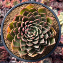 Echeveria Agavoides 'Rudolph' 5" Large Succulent Plant