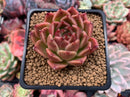 Echeveria Agavoides 'Elizabeth' 3" Succulent Plant