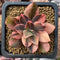 Echeveria 'Hanaikada' Variegated 1" Small Succulent Plant