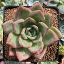 Echeveria 'White Champaign' 3"-4" Succulent Plant