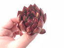 Echeveria Agavoides Sp 2” Rare Succulent Plant