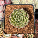 Echeveria 'Silver Ebony' 2" Succulent Plant