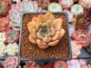 Echeveria 'Silonica' 1"-2" Succulent Plant
