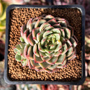 Echeveria Hybrid sp. 2" Succulent Plant
