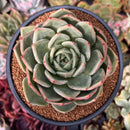Echeveria 'White Champaign' 4" Succulent Plant